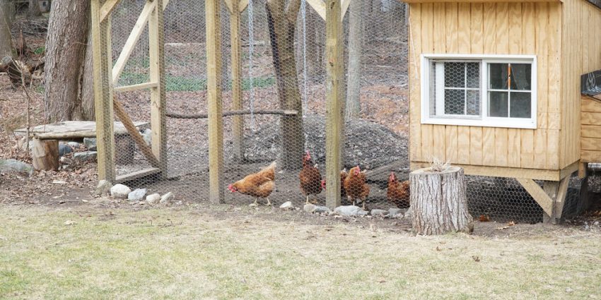 Riscaldatore Per Pollaio E Animali - 3 Livelli Di Potenza, Sicuro, Per Cani, Gatti, Rettili - Foto 10