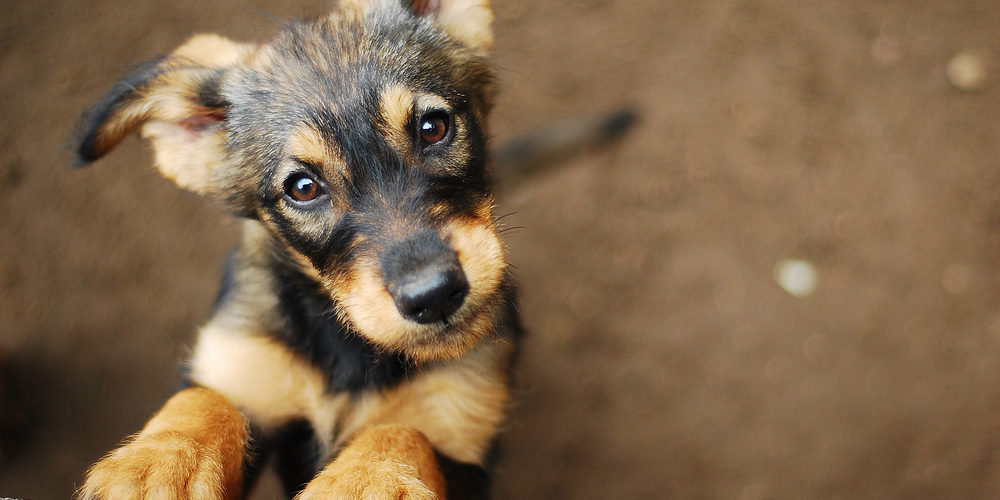 Recinzioni per cani da esterno: consigli e materiali - Reti Rusconi